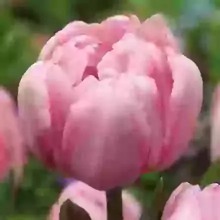 Early Double Tulips